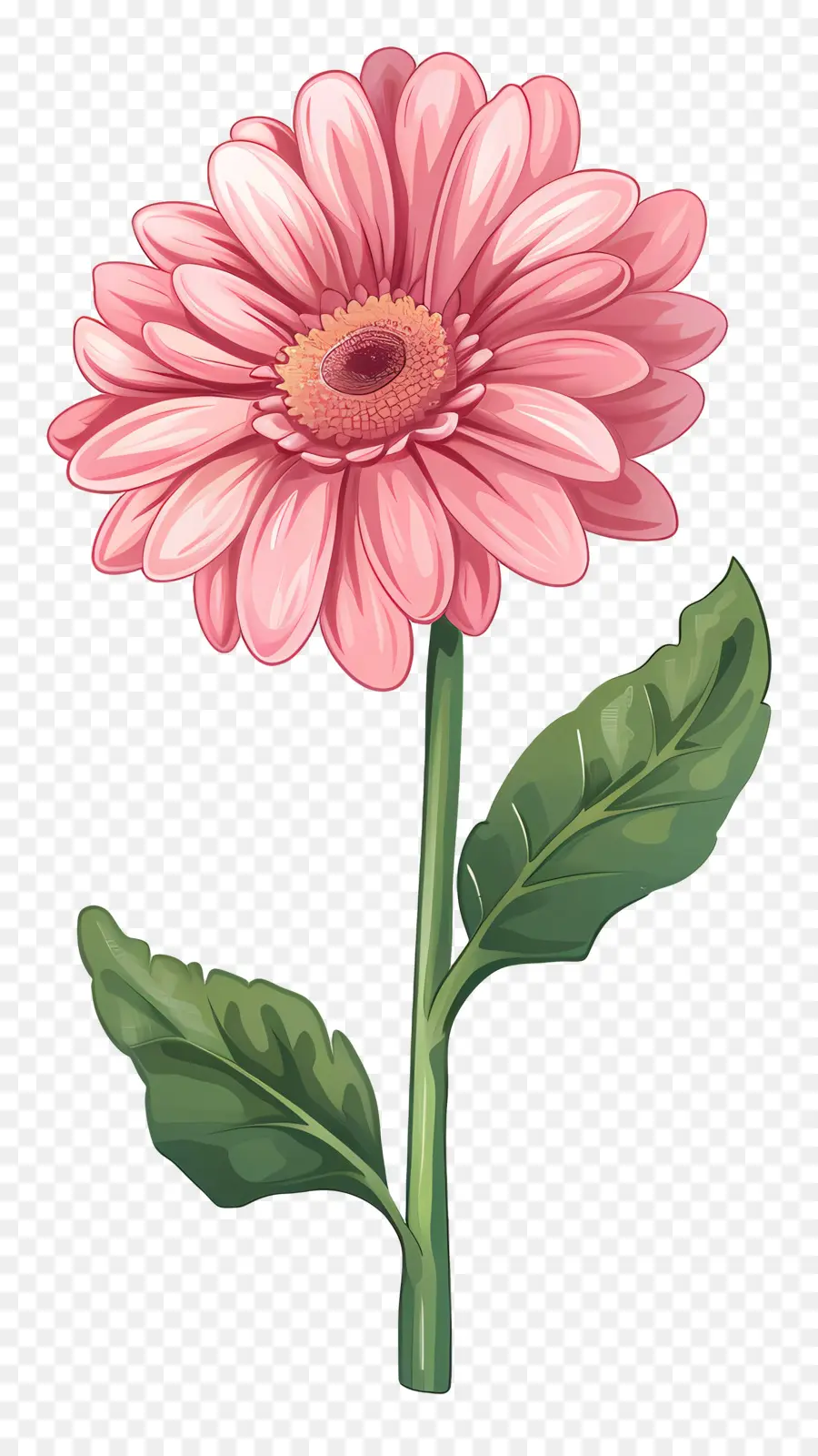 Gerbera Rosa，Margarita PNG