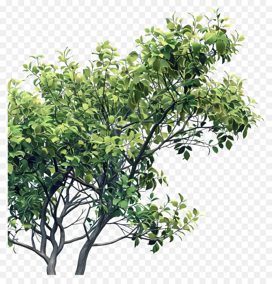 Follaje De árbol，árbol Verde PNG