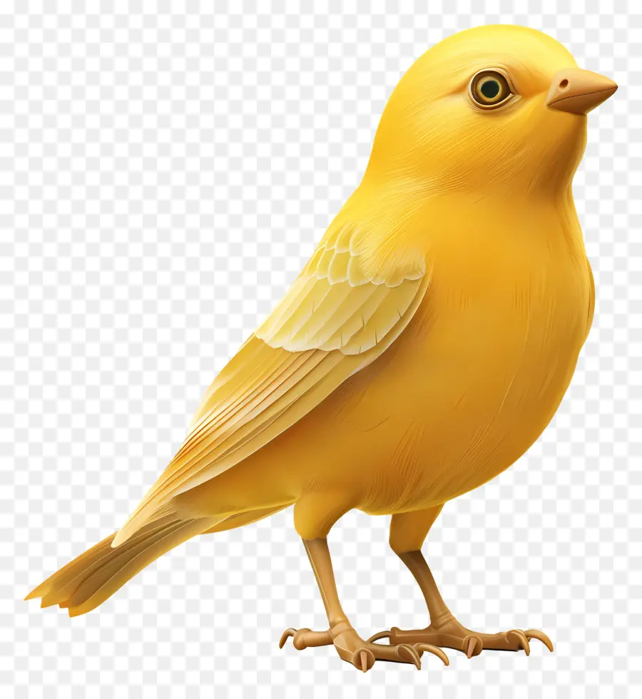 Pájaro Amarillo，Pájaro PNG