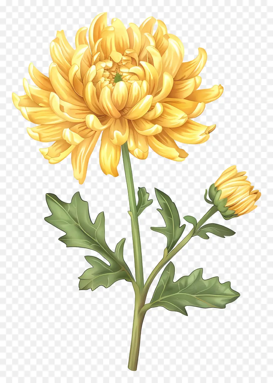 Crisantemo Amarillo，Flor Amarilla PNG