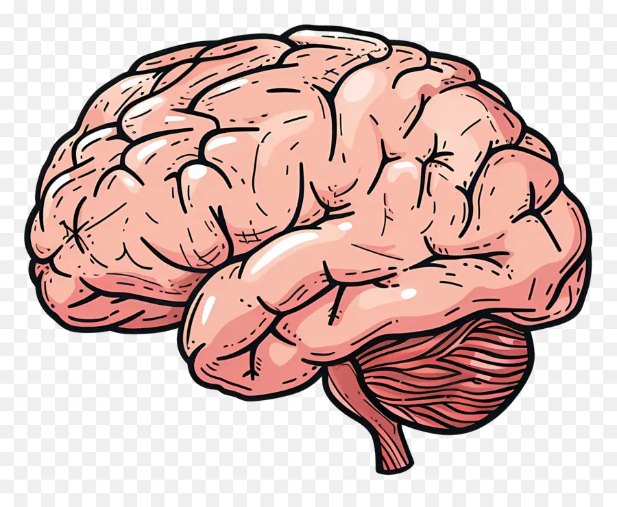 Gran Cerebro，Cerebro PNG