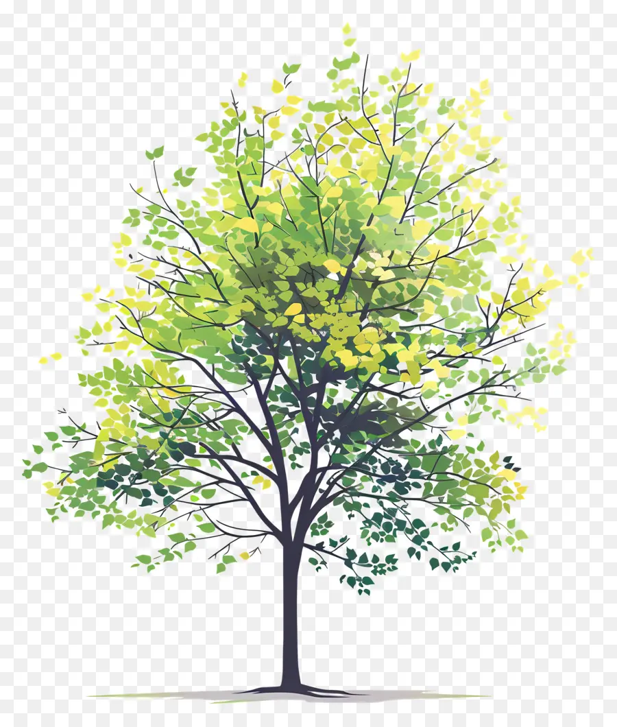 Follaje De árbol，Árbol PNG