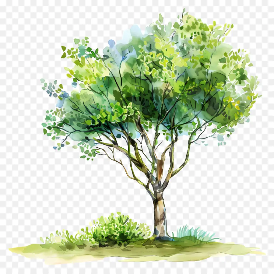 Follaje De árbol，Árbol PNG