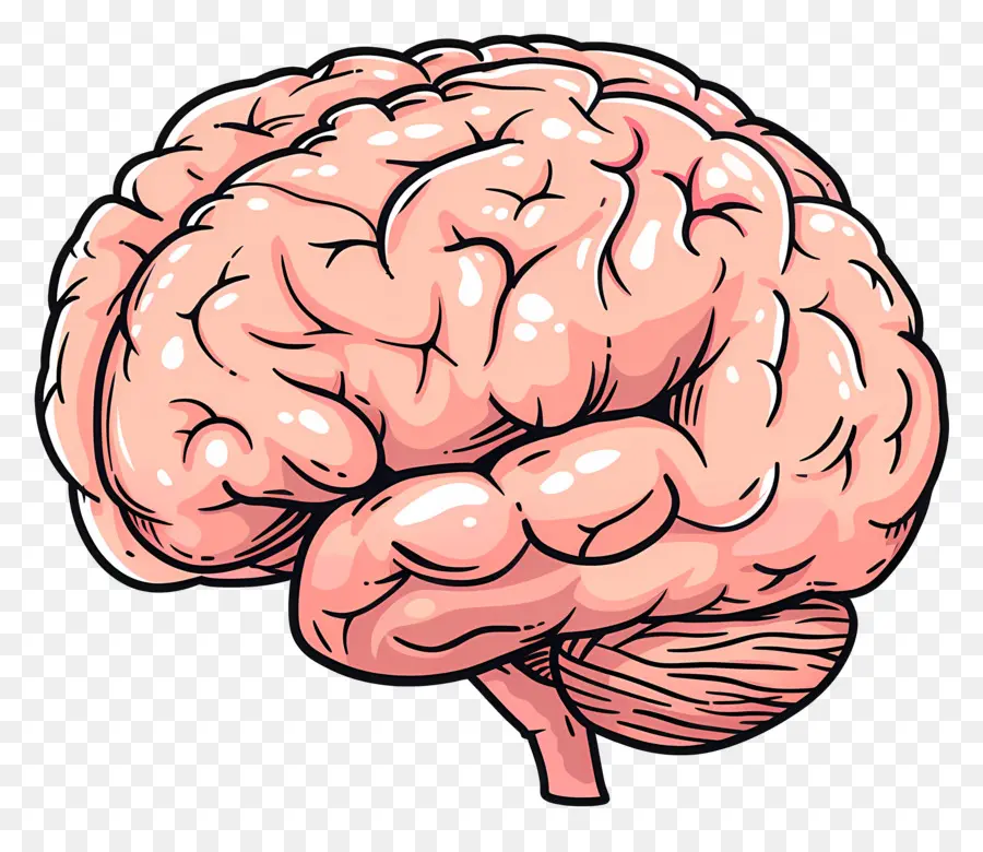 Gran Cerebro，Cerebro PNG