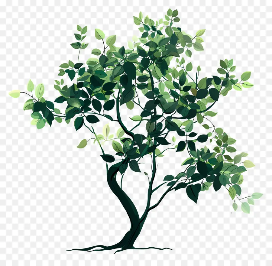 Follaje De árbol，Árbol PNG