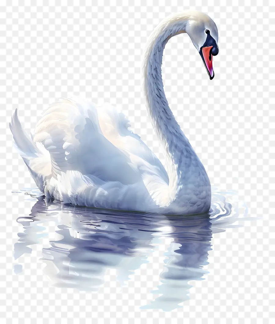 Cisne Blanco，Pájaro PNG