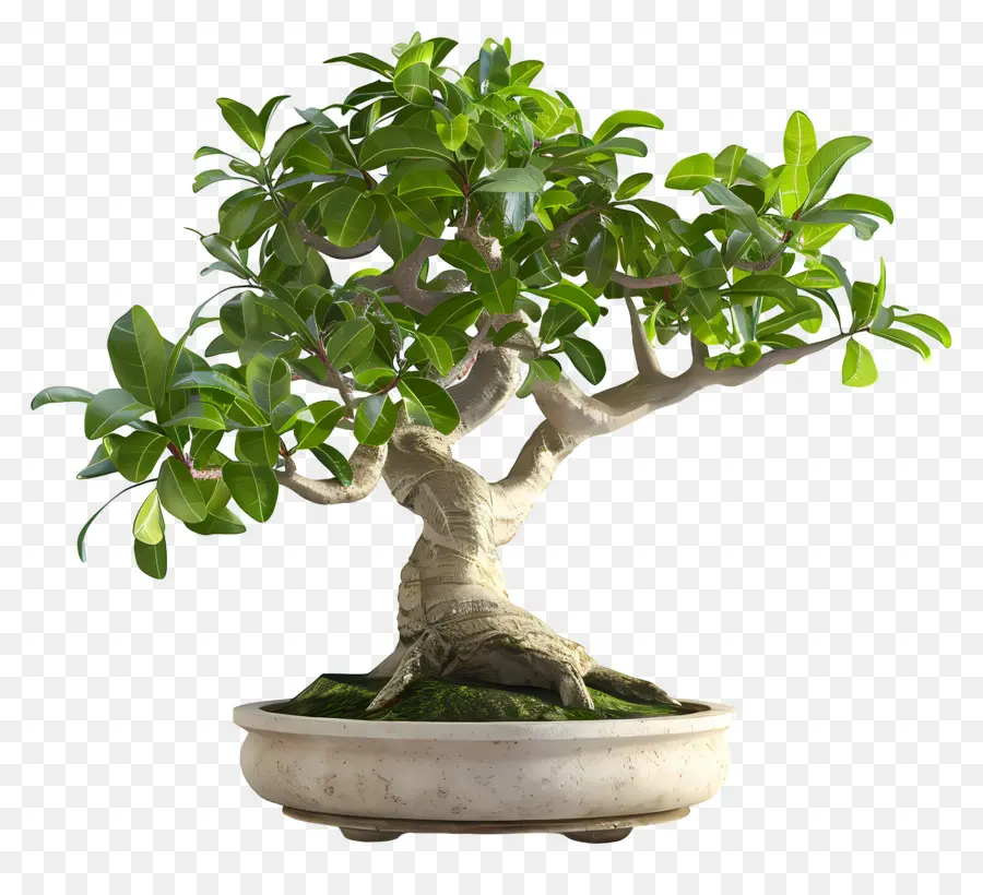 Bonsais Ficus，Árbol Bonsái PNG