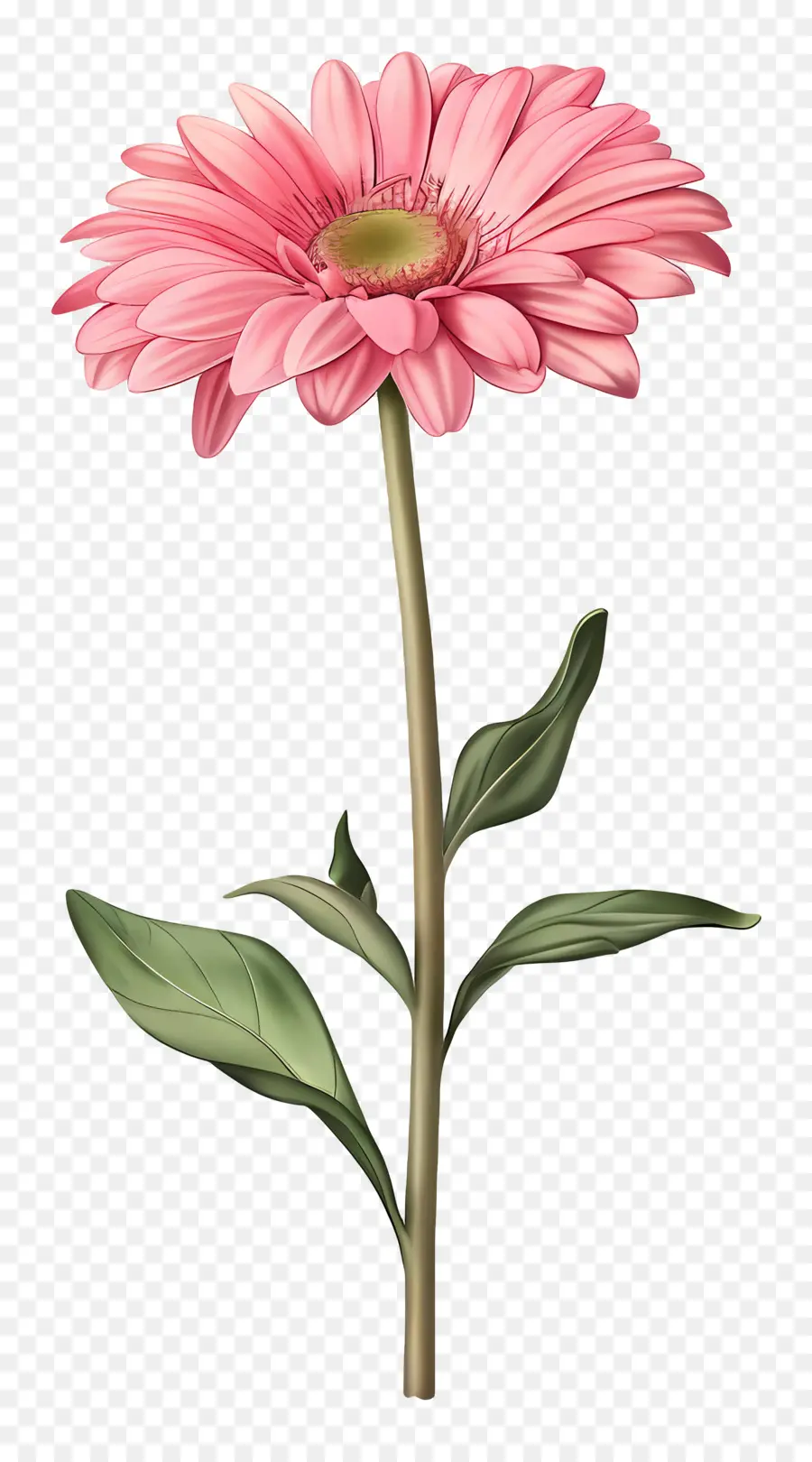 Gerbera Rosa，Margarita PNG