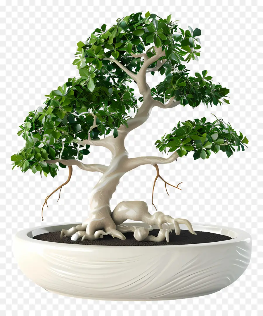 Bonsais Ficus，Árbol Bonsái PNG