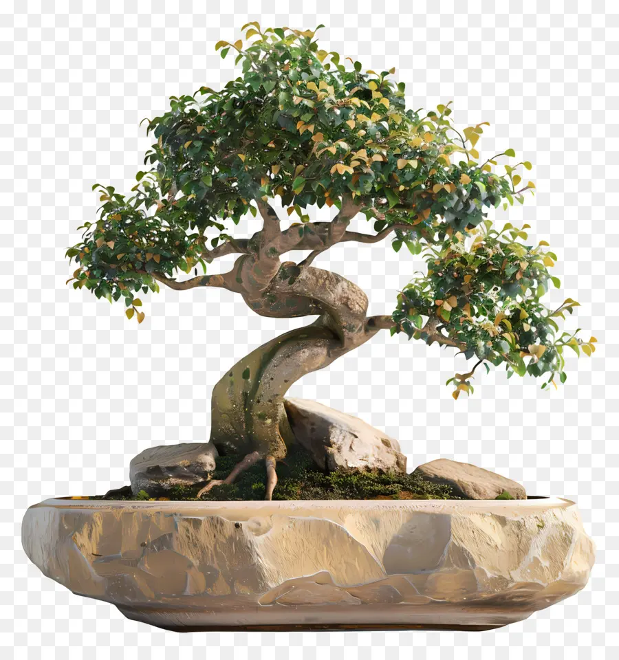 Bonsái Pohon，Árbol Bonsái PNG