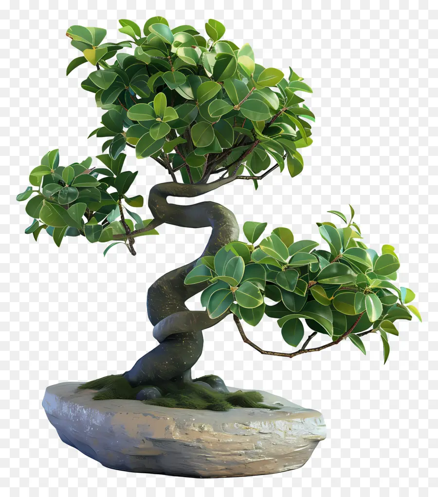 Bonsais Ficus，Árbol Bonsái PNG