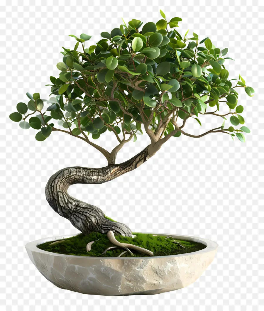 Bonsais Ficus，Árbol Bonsái PNG