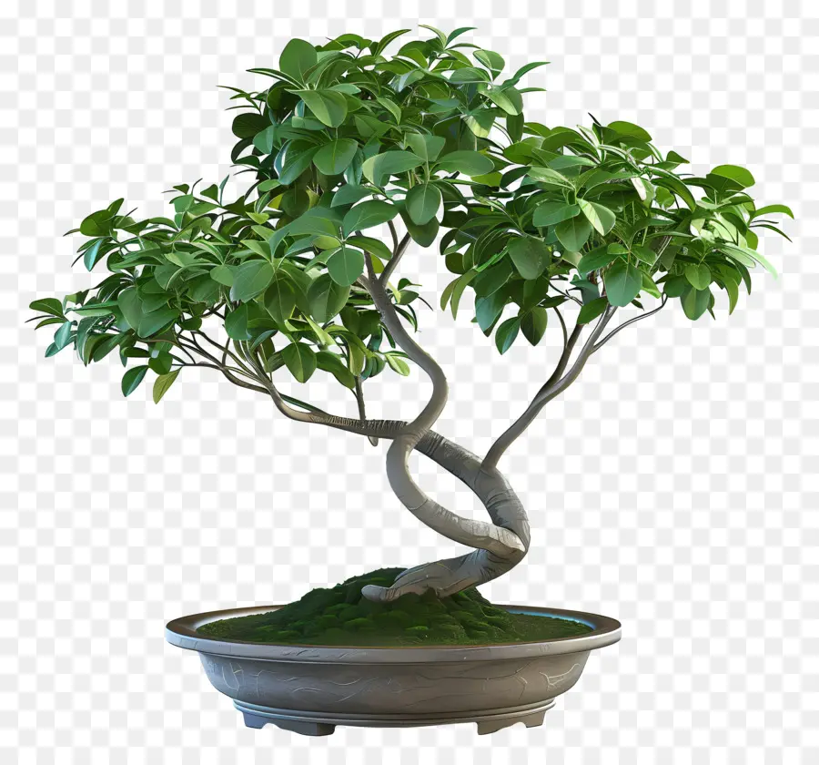 Bonsais Ficus，Árbol Bonsái PNG