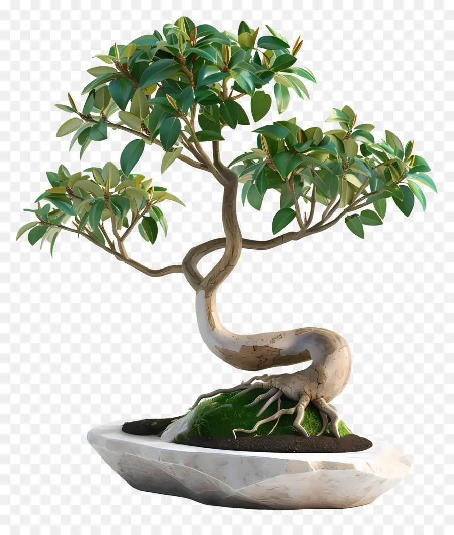 Bonsais Ficus，Árbol Bonsái PNG