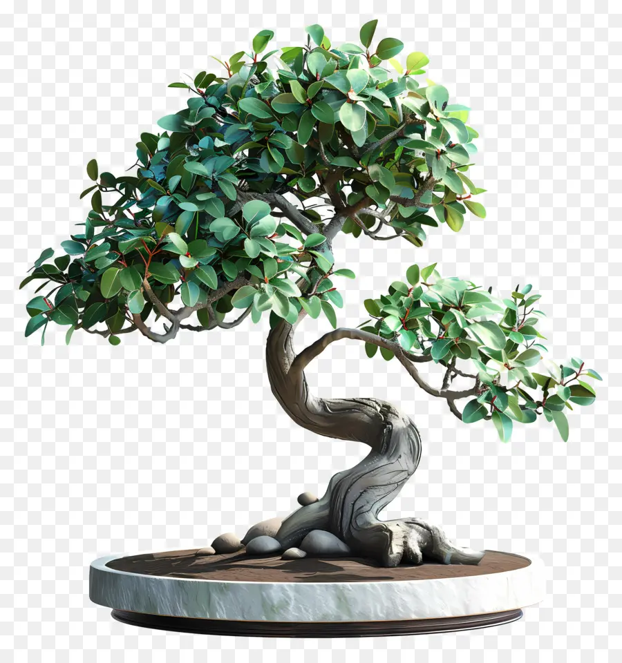 Bonsais Ficus，Árbol Bonsái PNG