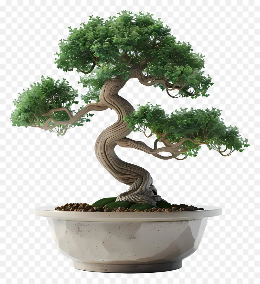 Bonsái Pohon，Árbol Bonsái PNG