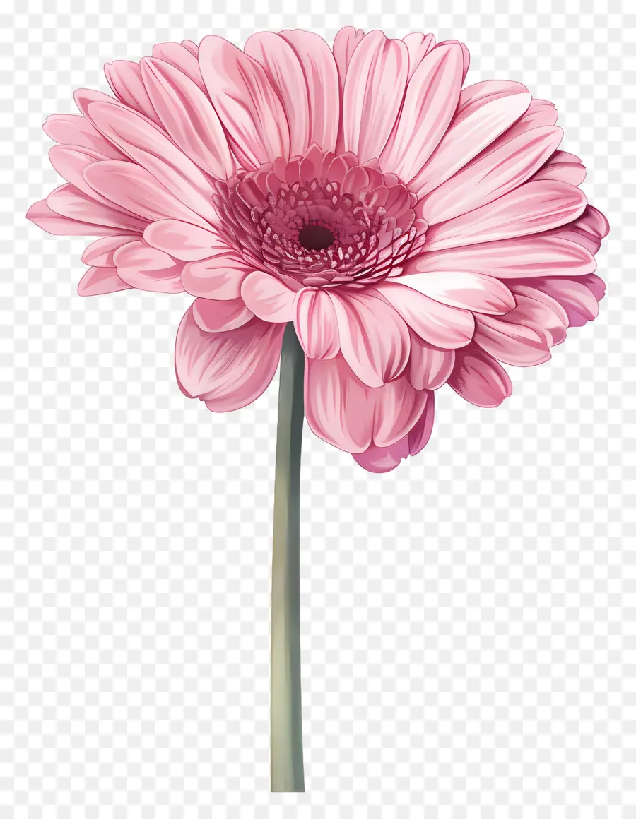 Gerbera Rosa，Flor Rosa PNG