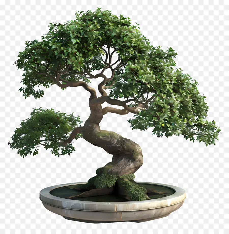 Bonsái Pohon，Árbol Bonsái PNG