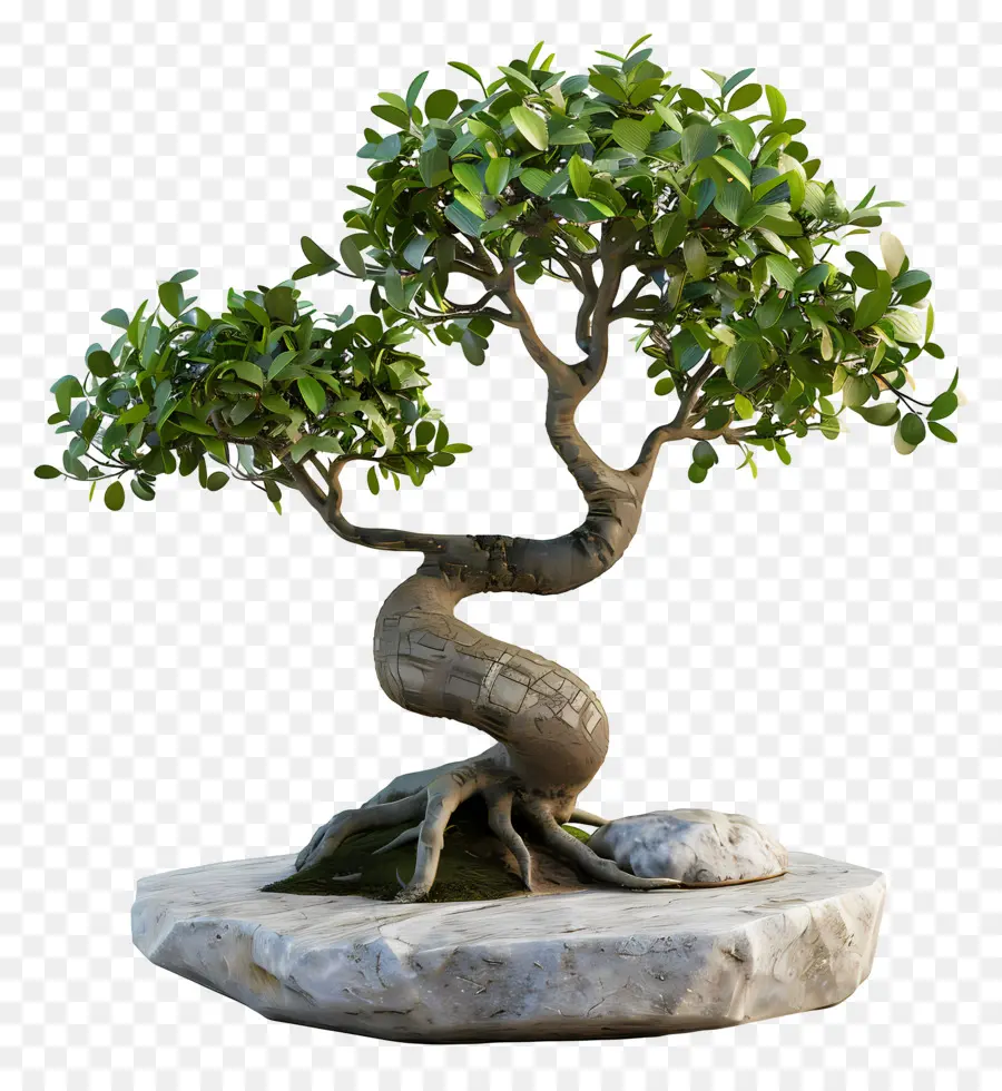 Bonsais Ficus，Árbol Bonsái PNG