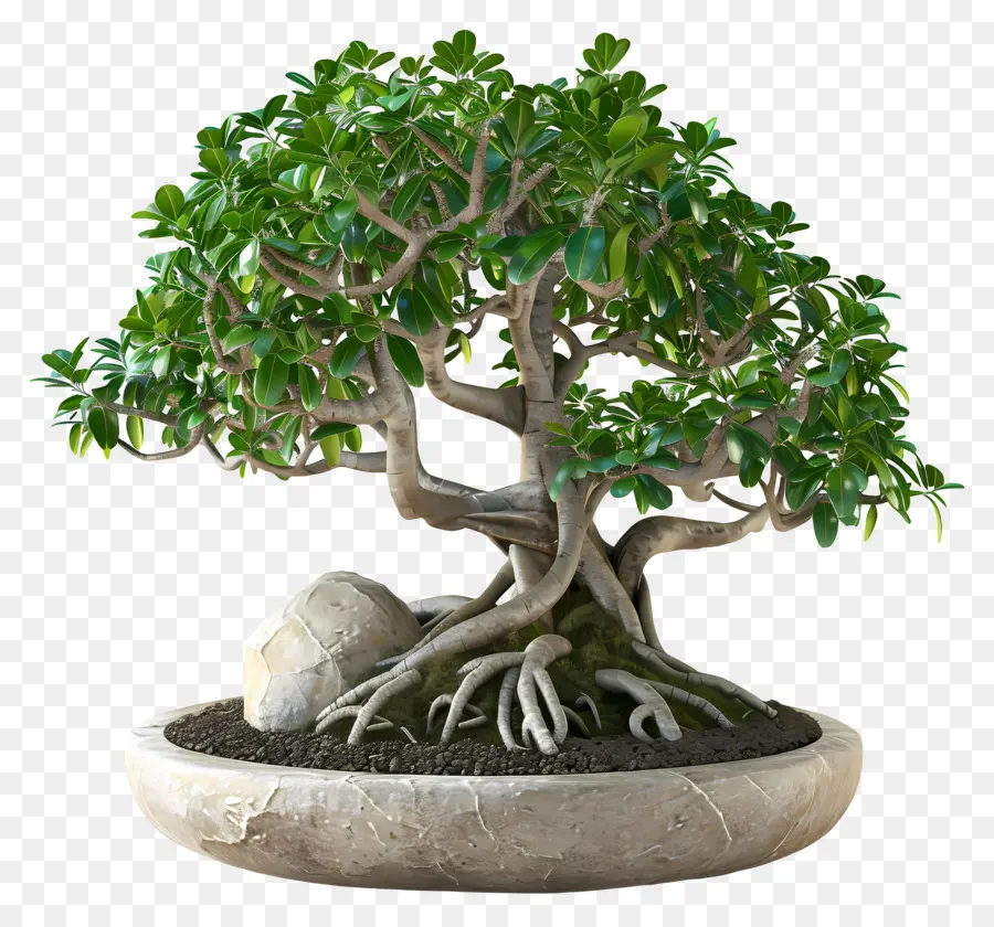 Bonsais Ficus，Árbol Bonsái PNG