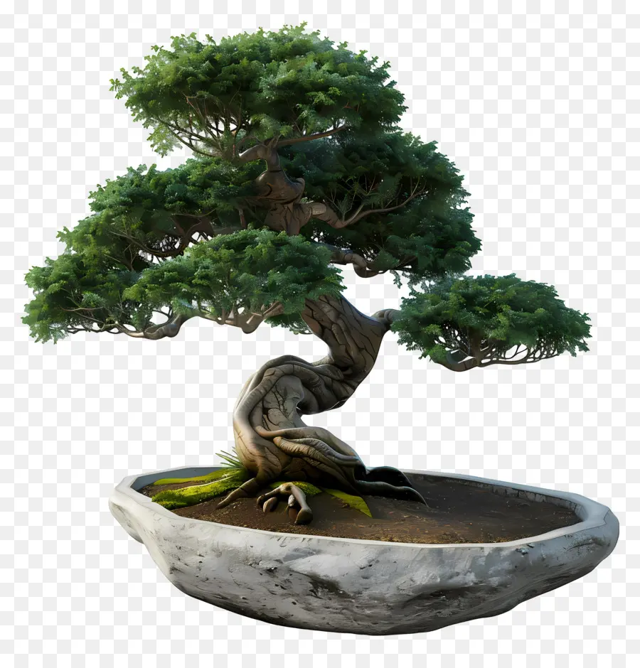 Bonsái Pohon，árbol Bonsái PNG