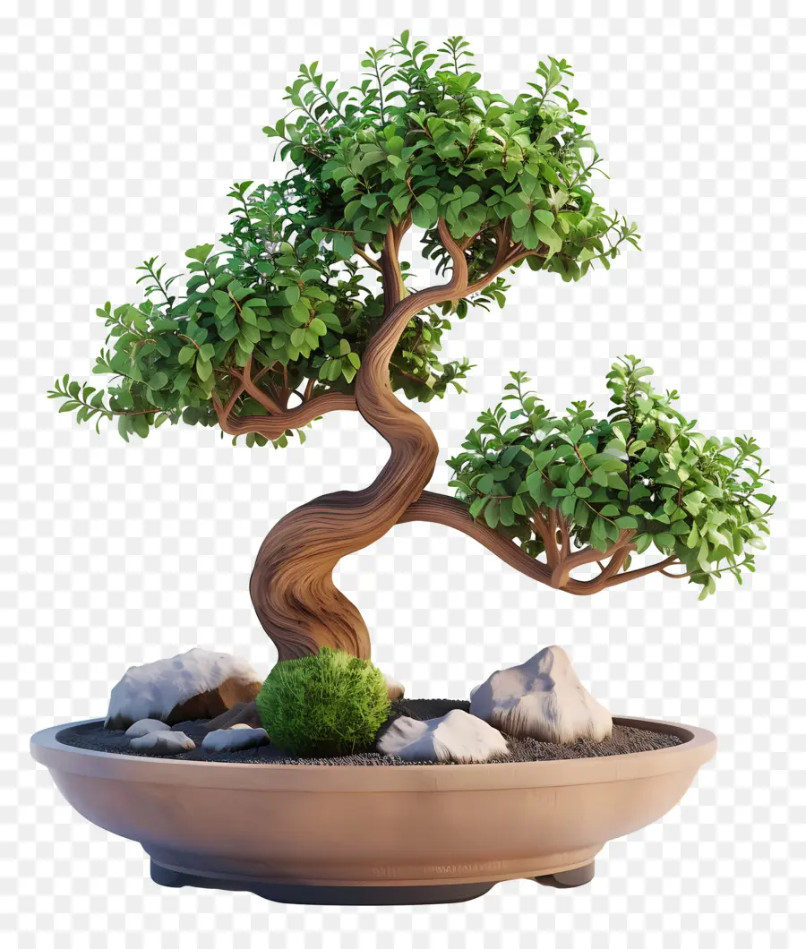 Bonsái Pohon，Árbol Bonsái PNG