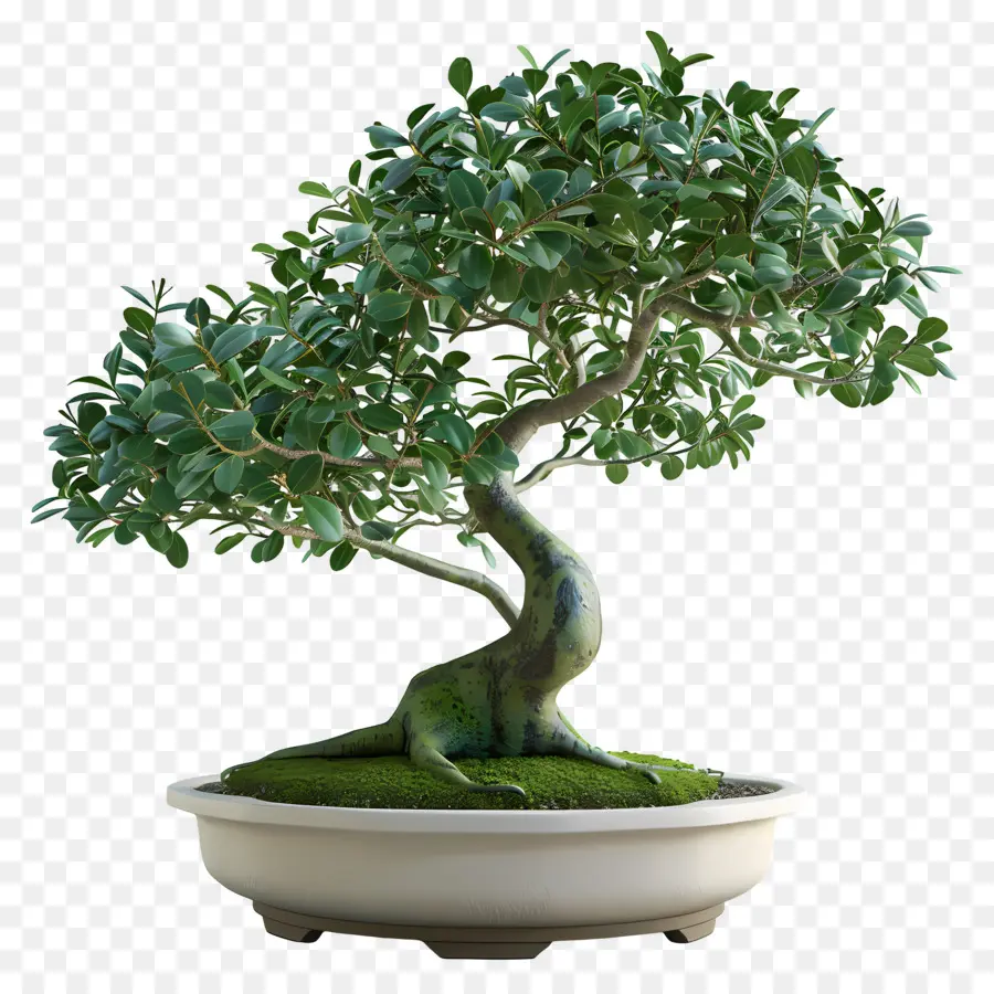 Bonsais Ficus，Árbol Bonsái PNG