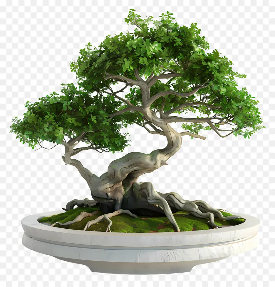 Bonsais Ficus，Árbol Bonsái PNG