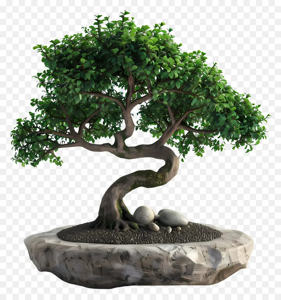 Bonsái Pohon，Árbol Bonsái PNG