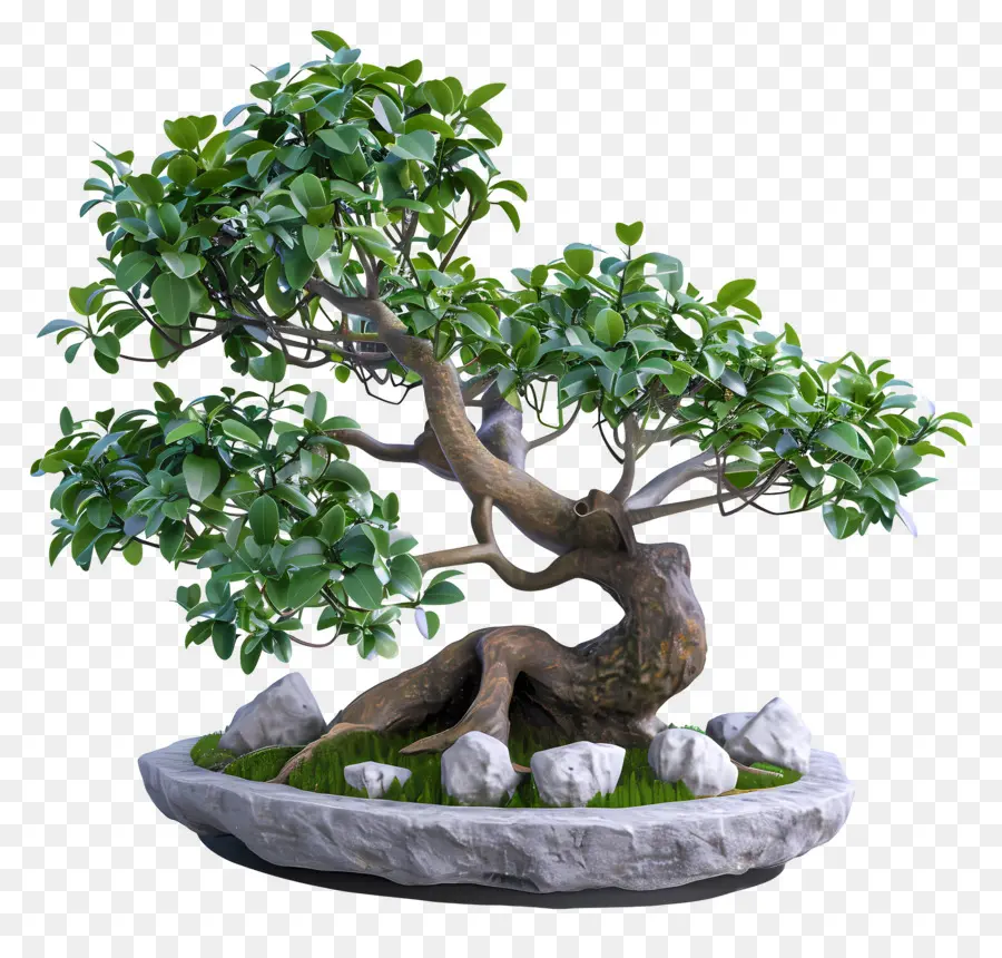 Bonsais Ficus，Árbol Bonsái PNG