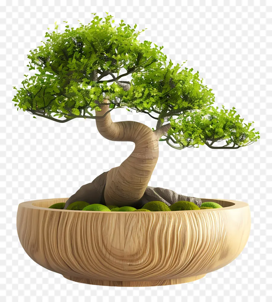 Bonsái Pohon，Árbol Bonsái PNG