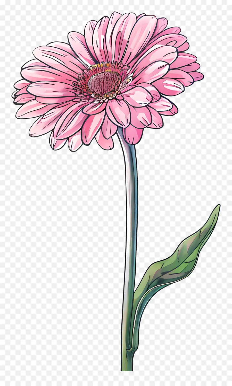 Gerbera Rosa，Margarita PNG