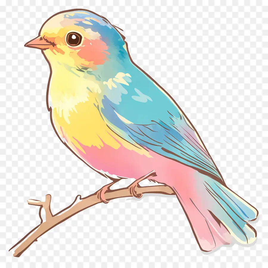 Pájaro Pastel，Pájaro Colorido PNG