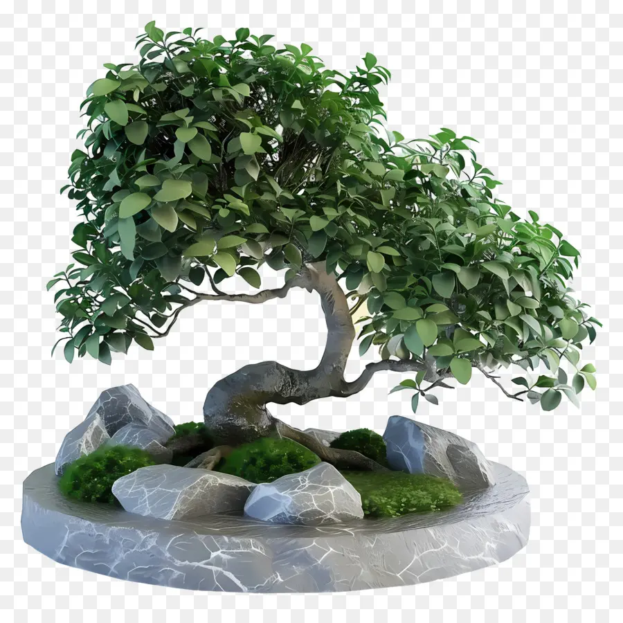 Bonsais Ficus，Árbol Bonsái PNG