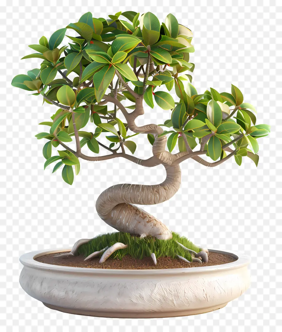 Bonsais Ficus，Árbol Bonsái PNG