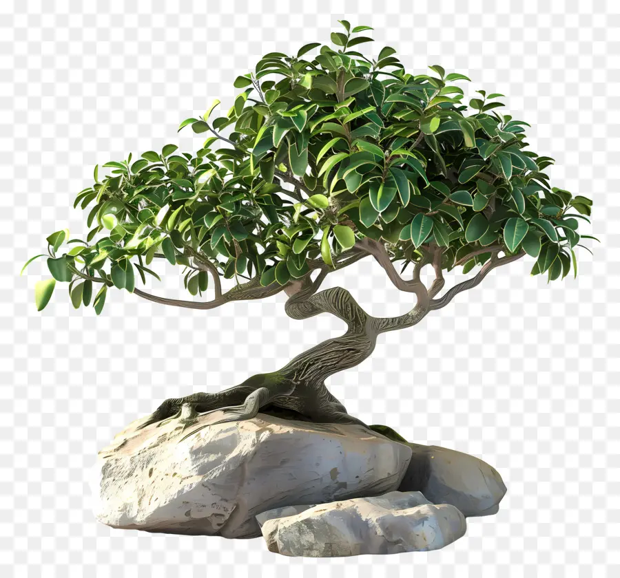 Bonsais Ficus，Árbol Bonsái PNG