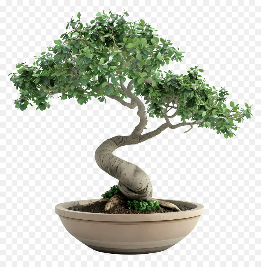 Bonsái Pohon，Árbol Bonsái PNG