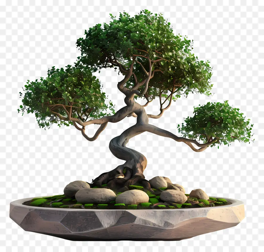 Bonsái Pohon，árbol Bonsái PNG