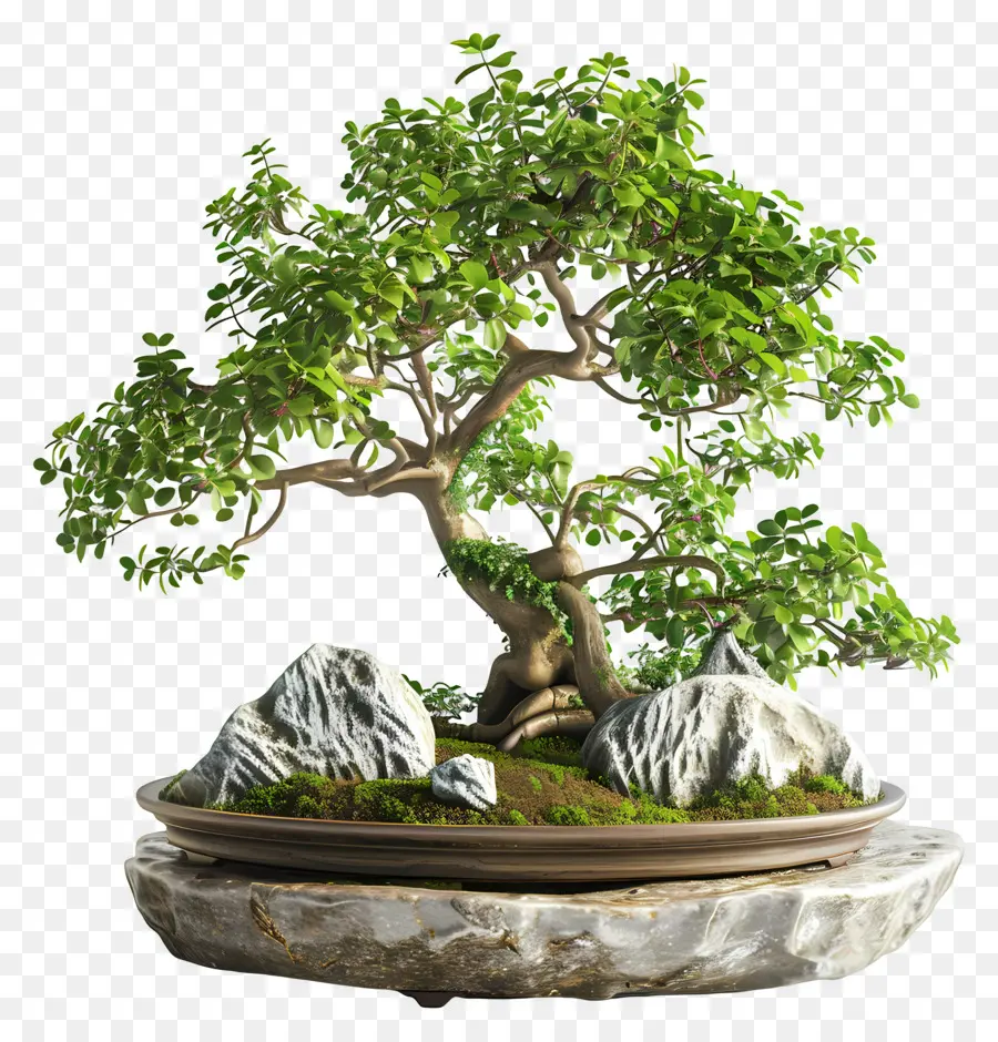 Bonsais Ficus，Árbol Bonsái PNG