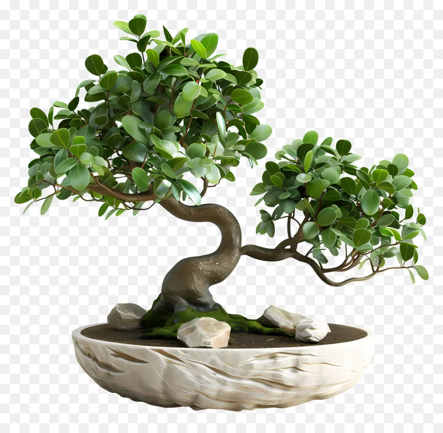 Bonsais Ficus，Árbol Bonsái PNG