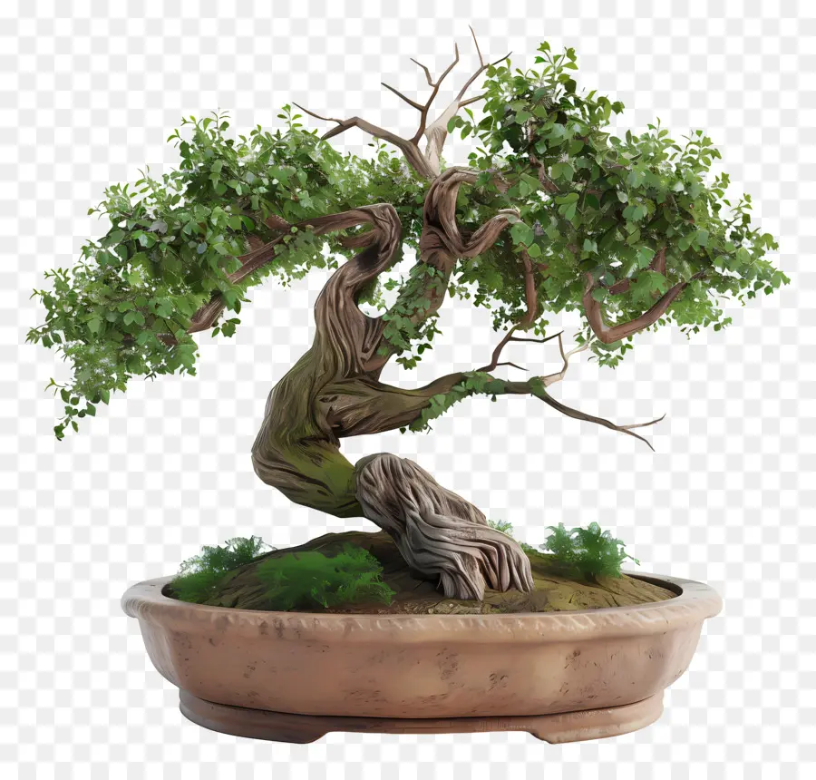 Bonsái Pohon，Árbol Bonsái PNG