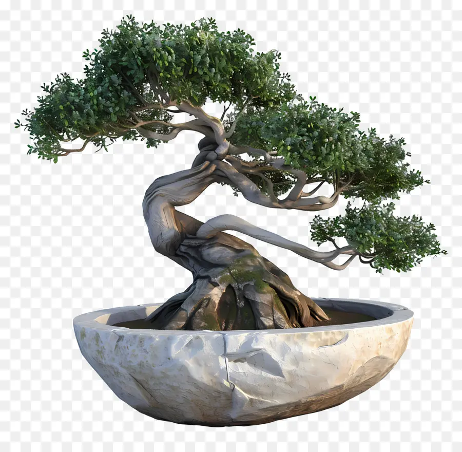 Bonsái Pohon，Árbol Bonsái PNG