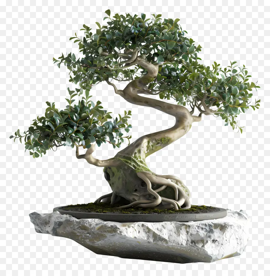 Bonsais Ficus，Árbol Bonsái PNG