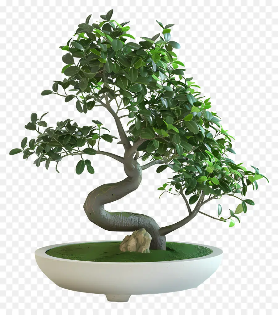 Bonsais Ficus，Árbol Bonsái PNG