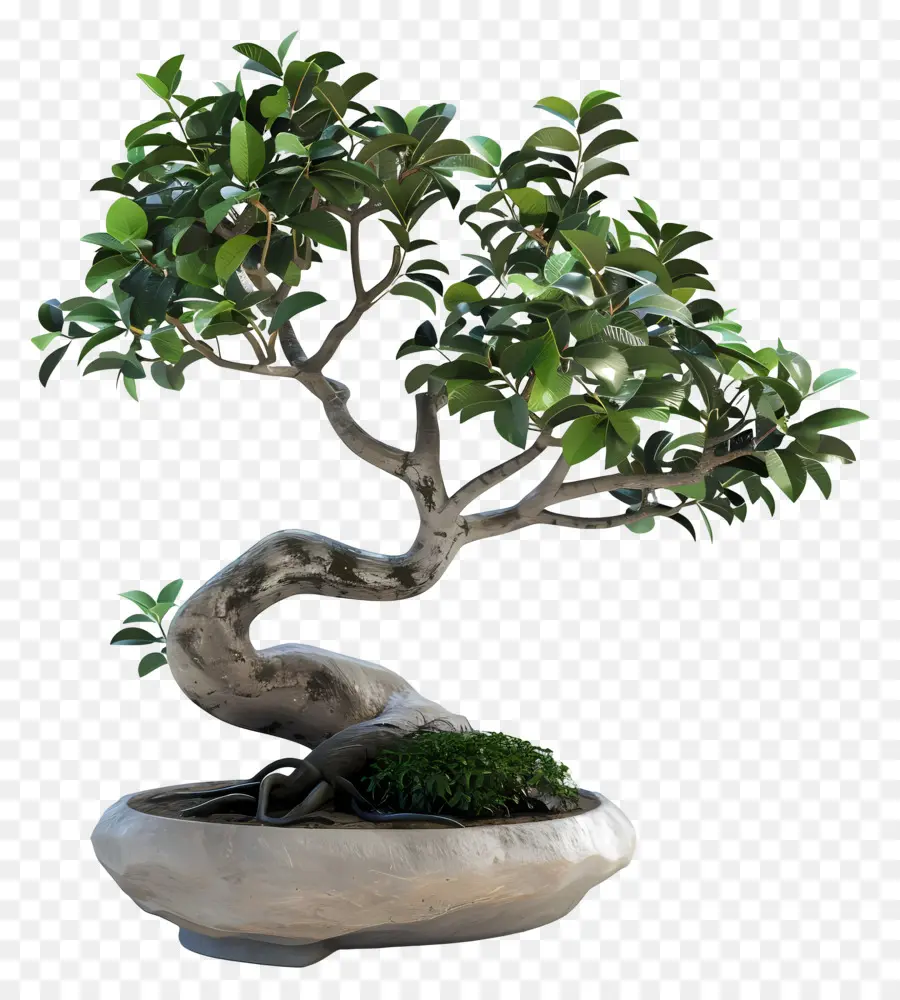 Bonsais Ficus，Árbol Bonsái PNG