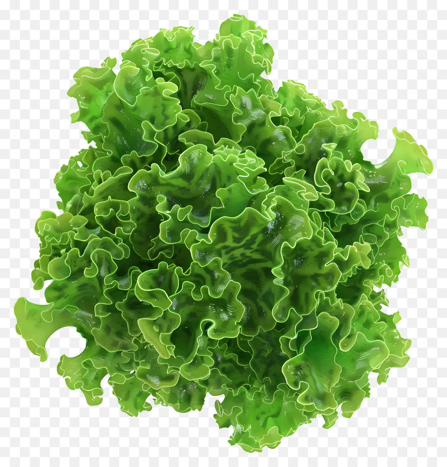 Musgo Marino，Lechuga PNG