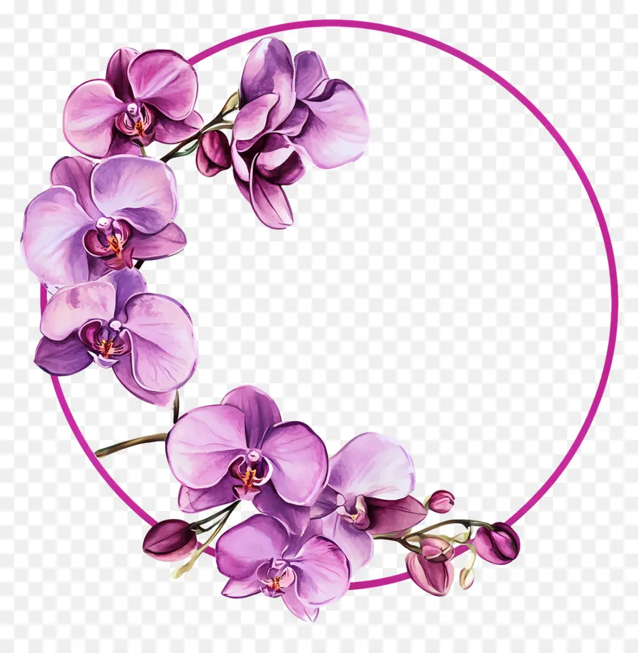 Marco Circular，Orquídeas Moradas PNG