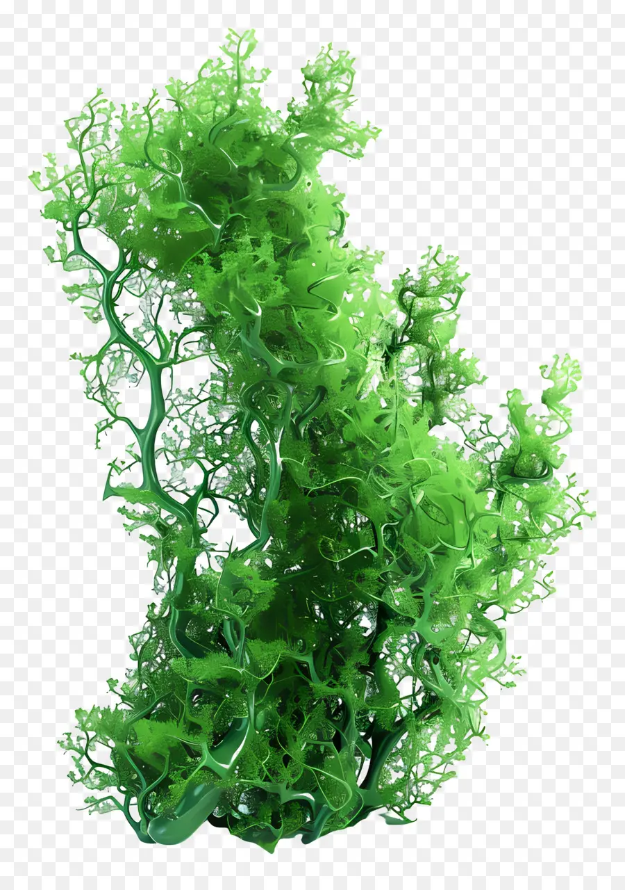 Musgo Marino，Alga PNG