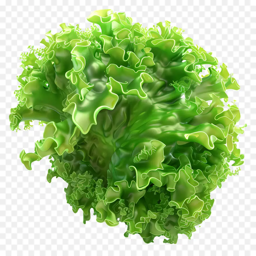 Musgo Marino，Lechuga PNG