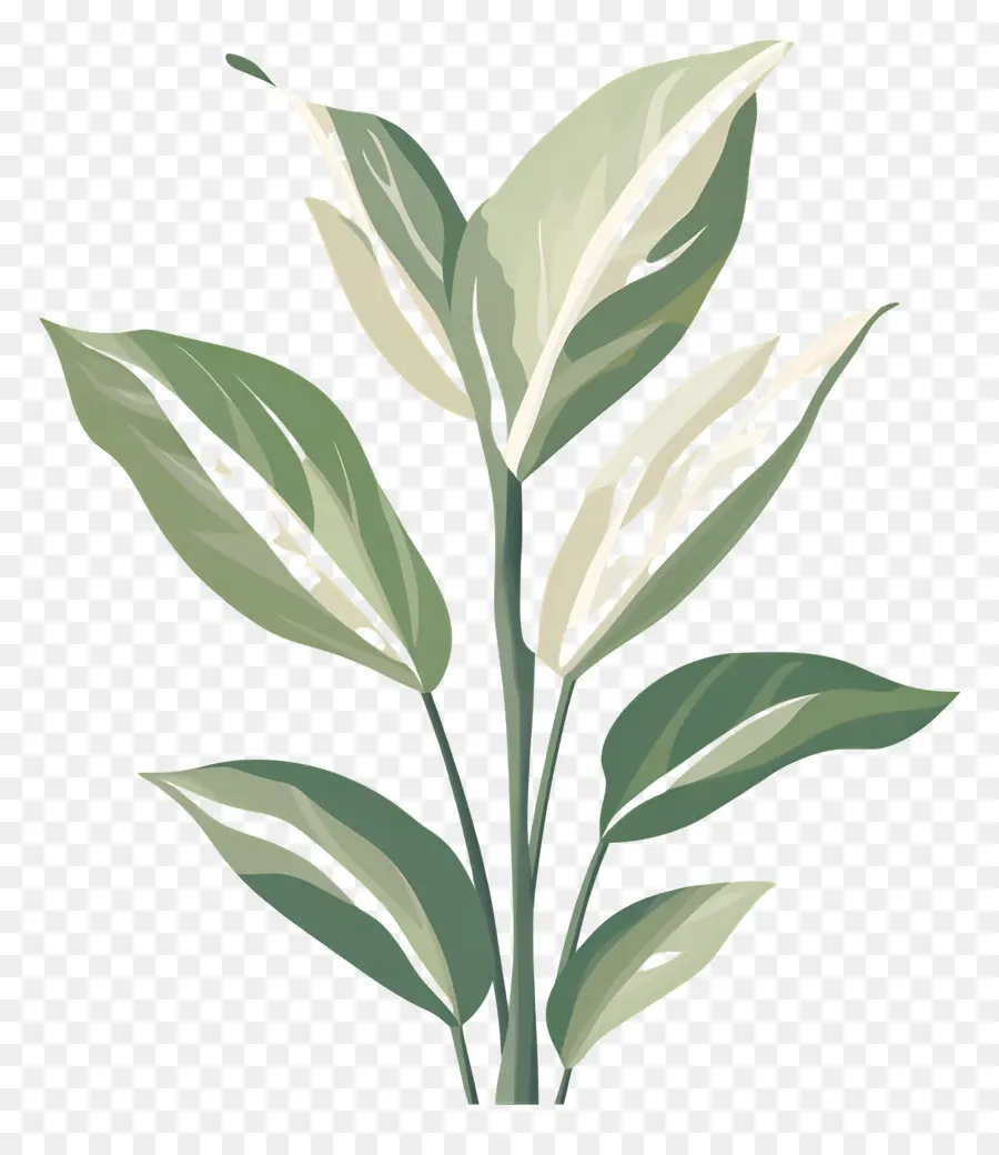 Planta Verde，Naturaleza PNG